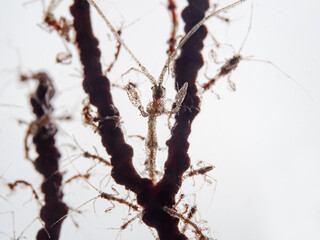 Skeleton-Shrimps in the backlight, Gespensterkrabben im Gegenlicht