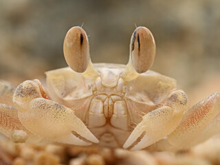 Frontal shot of a crab on the beach