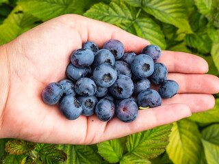 Close-up shot of a woman's palm full of big, ripe cultivated blueberries or highbush blueberries in sunlight with green garden scenery in background