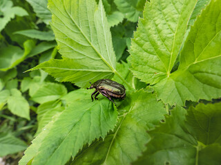 Macro shot of beautiful, metallic, shiny green and copper beetle (Protaetia cuprea) on green leaf in summer