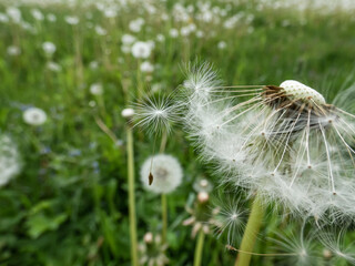 Macro shot of two lonely seeds falling from dandelion (Lion's tooth) flower head in the meadow with green grass background. The pappus of dandelion