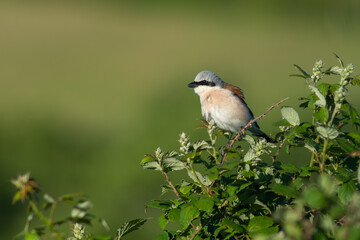 Red-backed shrike (Lanius collurio) male adult bird perched in bramble bush