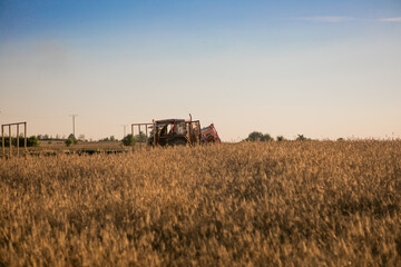 Obraz premium Combine harvester in action on wheat field. Harvesting is the process of gathering a ripe crop from the fields.