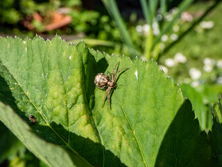 Macro of the common crab spider (xysticus cristatus) on a green leaf in sunlight
