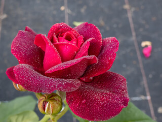 Close-up of rose 'Grafin von Hardenberg' with beautiful, elegant velvety red and burgundy blooms...