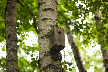 Birdhouses and bird feeder in the forest on a blurry background of greenery. Save birds. Bird feeding