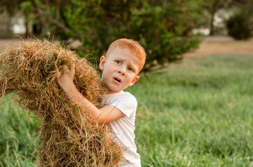 Naklejka na ściany i meble A five-year-old red-haired boy collects hay to feed the cattle. Farmer's child helps collect hay