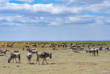 Fototapeta na wymiar Animals in Amboseli National Park