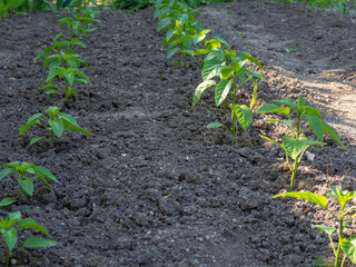 Young green pepper seedlings planted in rows in the open ground of the soil