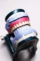 A jaw with ceramic teeth. Dentist's device