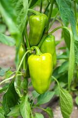 Bush with green bell pepper in garden