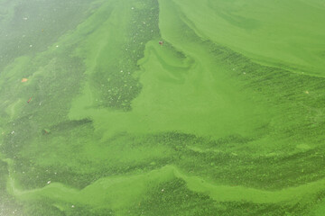 Gewässerbelastung durch Massenentwicklung von Blaualgen (Cyanobakterien).