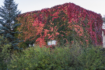 Residential building covered with ivy in Warsaw city, Poland, Ochota district