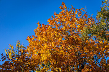 Autumnal leaves on a tree in Warsaw city, Poland