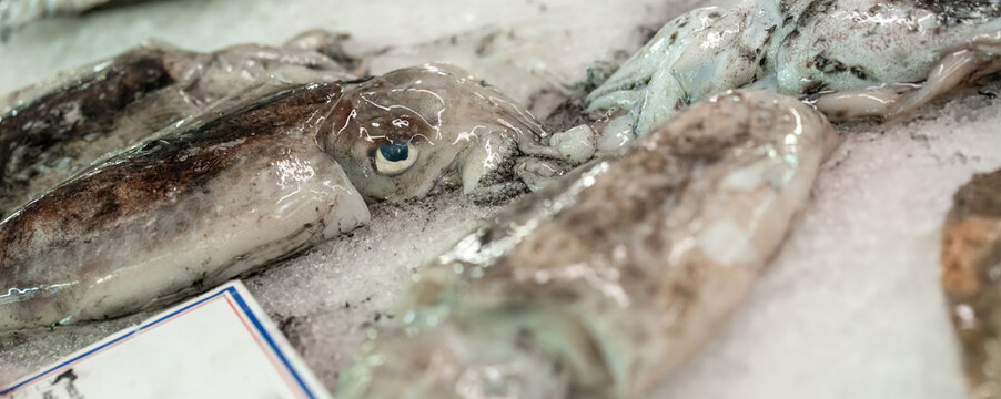 calamars sur le march&eacute;