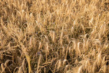 Dry wheat closeup photo before harvest