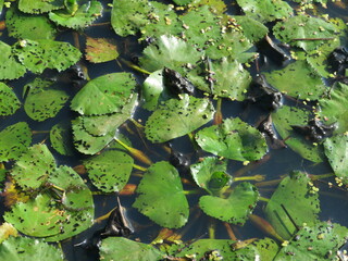 Water caltrop fruits and leaves