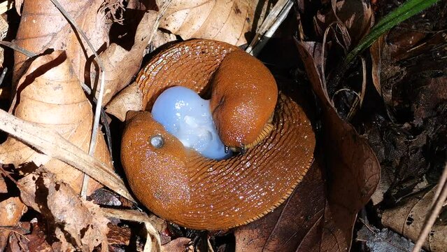 Red slug or Arion rufus in the summer forest. The process of reproduction. Shooting macro.