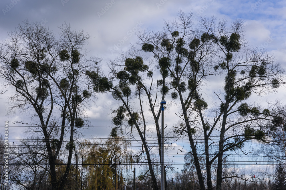 Canvas Prints Mistletoes on a trees in Lodz Province, Poland