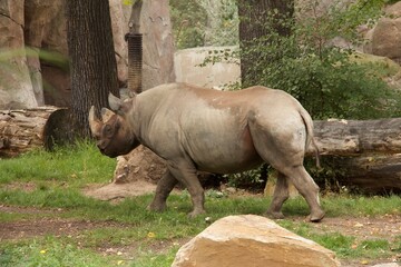 Naklejka premium Nashorn von der Seite