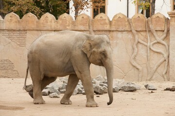 Elefant vor orientalischer Mauer läuft seitenansicht