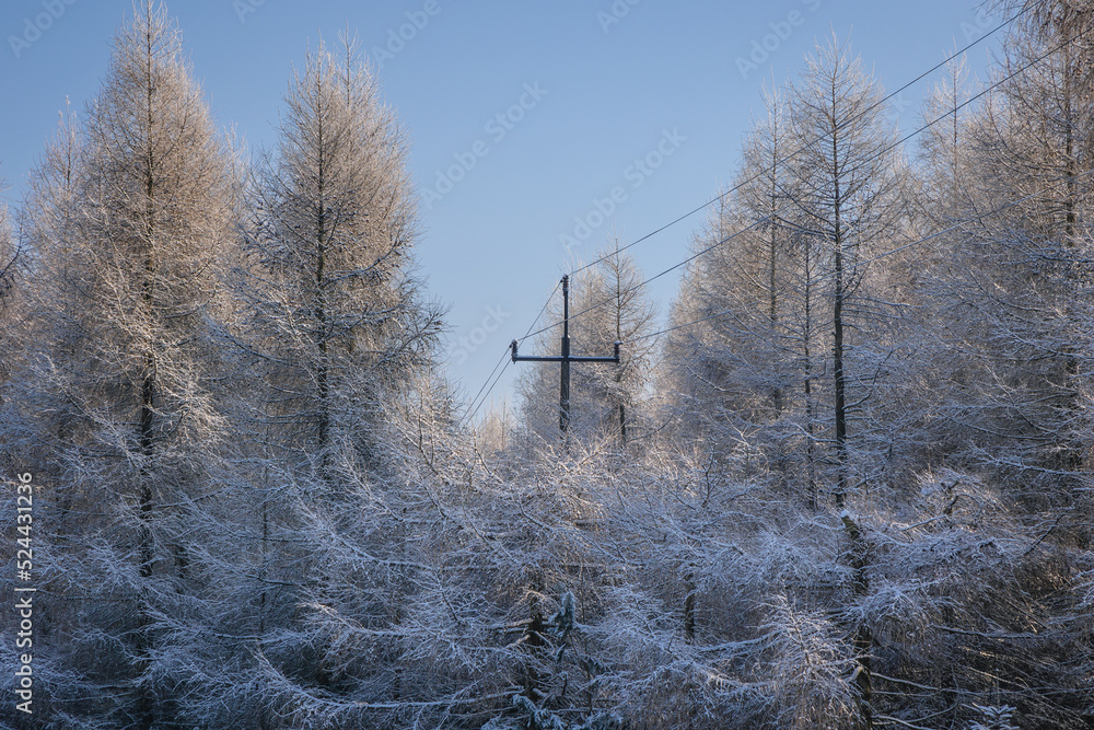 Wall mural Winter in Rogow village, Lodz Province of Poland