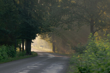Asfaltowa droga wśród drzew w mglisty, letni poranek. Promienie wschodzącego słońca tworzą...