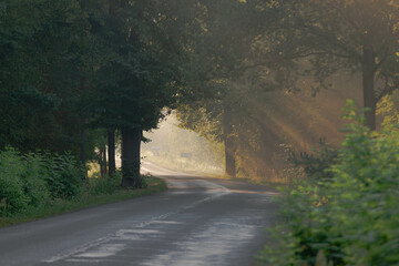 Asfaltowa droga wśród drzew w mglisty, letni poranek. Promienie wschodzącego słońca tworzą malownicze smugi w unoszącej się nad jezdni mgłą..