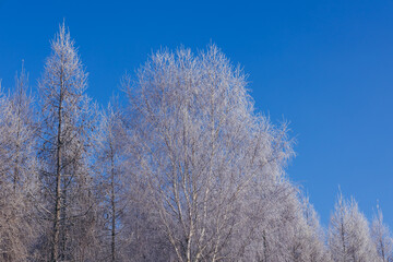 Trees covered with frost during winter in Rogow village, Lodz Province of Poland