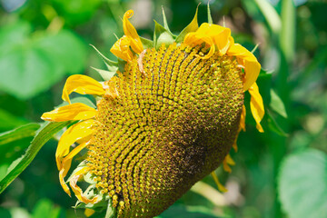 Słoneczny dzień w ogrodzie. Słońce oświetla dorodny kwiat słonecznika. Wśród kwiatów można dostrzec zbierające nektar i pyłek trzmiele. - obrazy, fototapety, plakaty