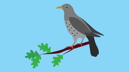 cuckoo sitting on a branch
