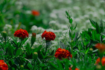 Letni dzień w ogrodzie. Wśród zielonych liści widać czerwone kwiaty aksamitki orpierzchłej. Otaczają je drobne, białe i niebieskie kwiaty smagliczki nadmorskiej. - obrazy, fototapety, plakaty