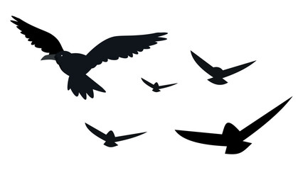 crows on white background