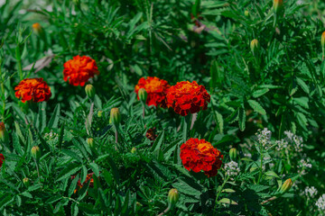 Letni dzień w ogrodzie. Wśród zielonych liści widać czerwone kwiaty aksamitki orpierzchłej. Otaczają je drobne, białe i niebieskie kwiaty smagliczki nadmorskiej. - obrazy, fototapety, plakaty