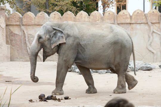 Seitenansicht Elefant im Zoo