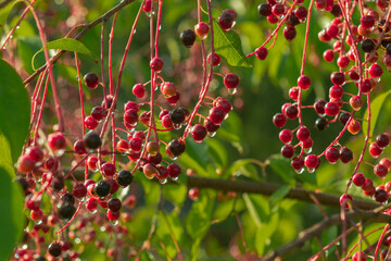 Niedojrzałe owoce czeremchy w słoneczny poranek. Na tle gałęzi i zielonych liści widać czerwone i granatowe, drobne owoce zebrane w grona. Padał deszcz, na owocach widać krople wody.