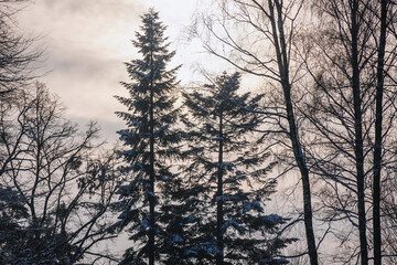 Coniferous trees during winter in Rogow village, Lodz Province of Poland