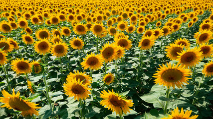 The common sunflower is a large annual forb of the genus Helianthus grown as a crop for its edible oil and seeds.