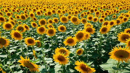 The common sunflower is a large annual forb of the genus Helianthus grown as a crop for its edible...
