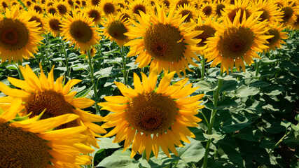 The common sunflower is a large annual forb of the genus Helianthus grown as a crop for its edible...
