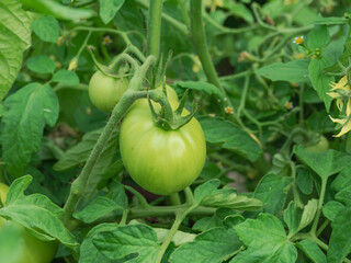 Lato w ogrodzie. Krzewy pomidora w okresie wegetacji. Zielone, owłosione łodygi mają drobne...
