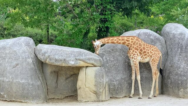 A young giraffe eats slowly in the summer from a giant stone against the background of lush greenery (Smooth zoom)