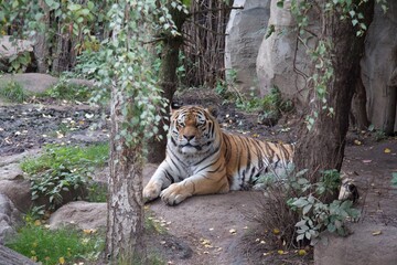 Tiger liegt auf dem Boden