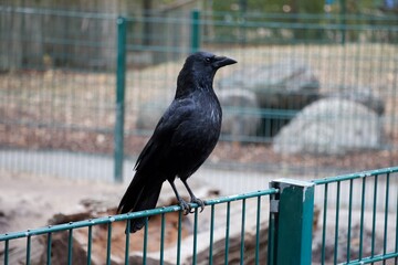 Rabe schaut hoch auf Zaun