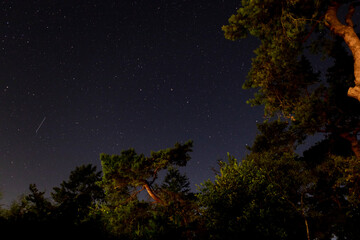 Night sky over Dutch pines with bright shining stars on the firmament with light trails of airplanes seen through pine tree trunks