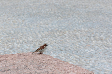 Sparrows in the street café in Riva del Garda on Lake Garda search for leftover.for food leftovers on the tables
