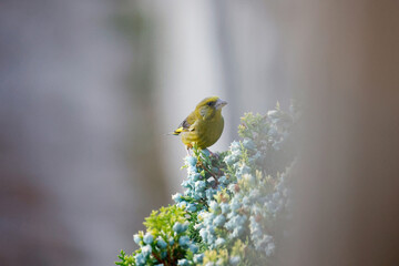 Retrato de pájaro