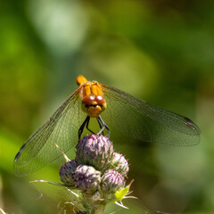 close up of a dragonfly