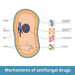 Mechanisms of antifungal drugs. Antimycotic medications and targeted fungi organelles: polyenes, azoles, allylamines, echinocandins and triterpenoids. Flucytosine interacts with DNA biosynthesis. - obrazy, fototapety, plakaty
