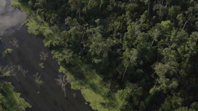 4k Aerial shot for amazon river and the rain forest. shot on MAVIC 2 PRO hasselblad rendered prores 422HQ D-log